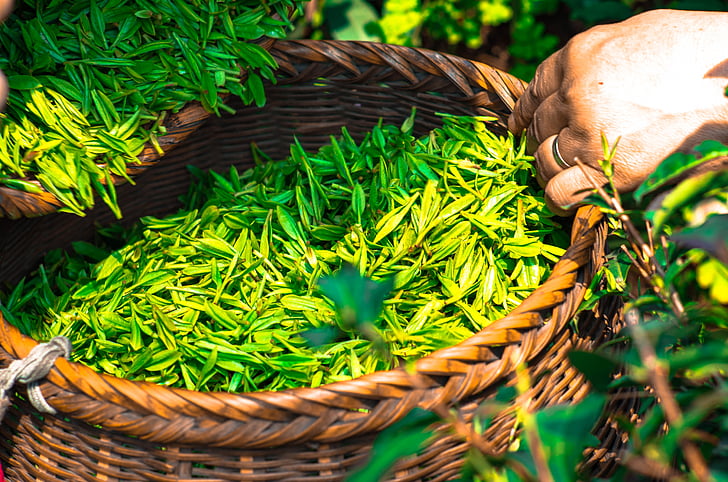 欧盟茶叶农药残留尺度