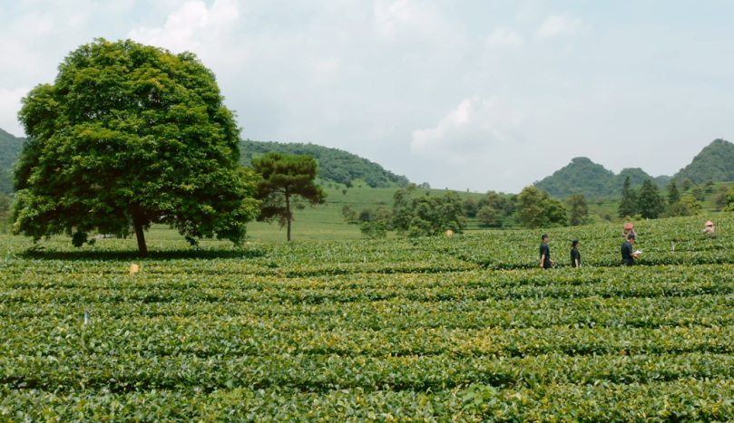 茶叶出口必要哪些前提
